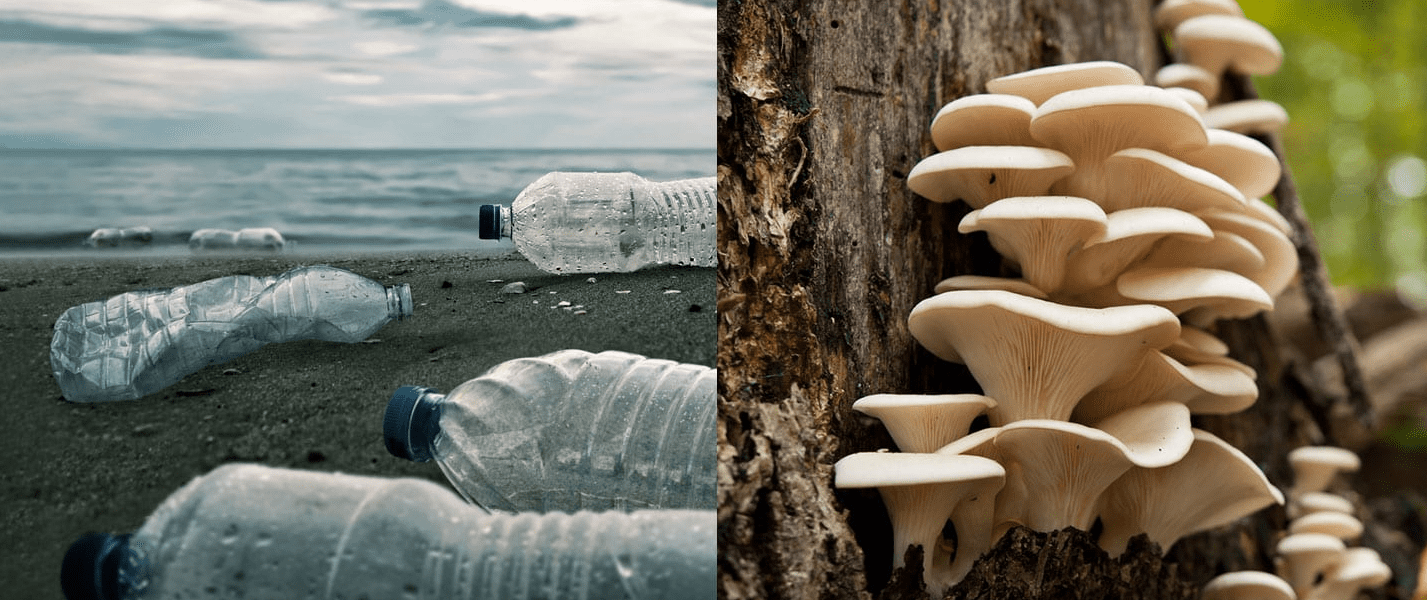 Parengyodontium album - the Plastic-Eating Fungi - Our Ocean Overlord?