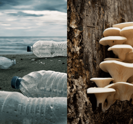 Parengyodontium album - the Plastic-Eating Fungi - Our Ocean Overlord?